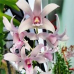 Dendrobium Chanel